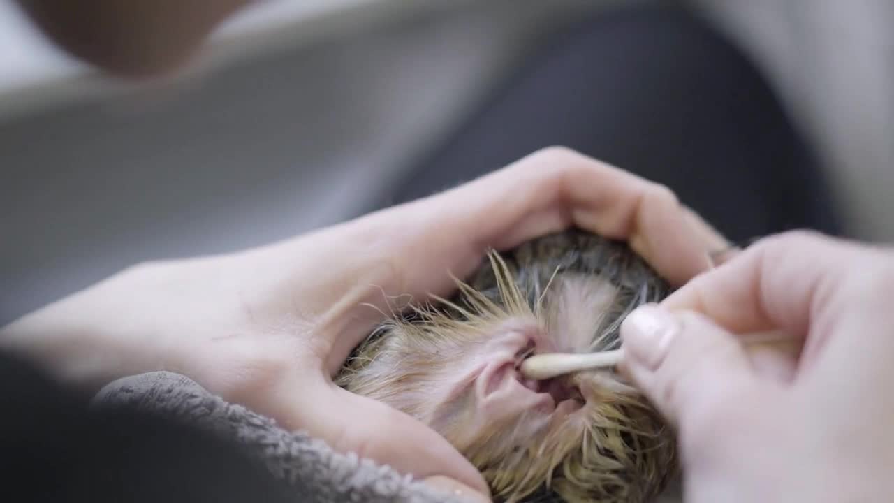 Female pet groomer cleans ears of the dog using cotton ear stick in groomers salon close up