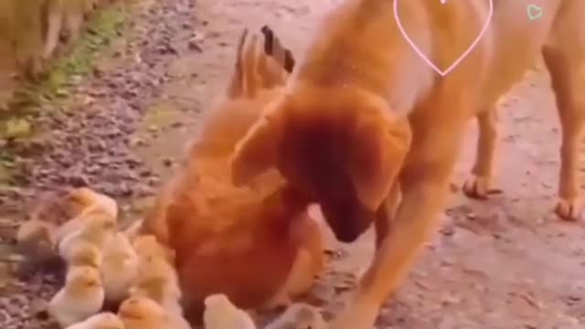 Funny REACTION #23 - Dog and hen's love are adorable