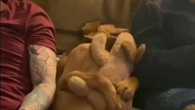 videos engraçados de cães e gatos funny pet compilation