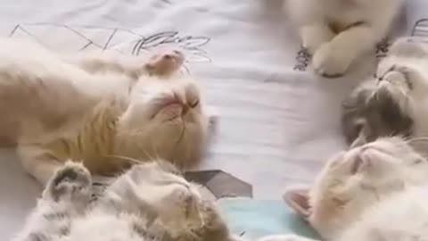 Best funny Cats and Dogs