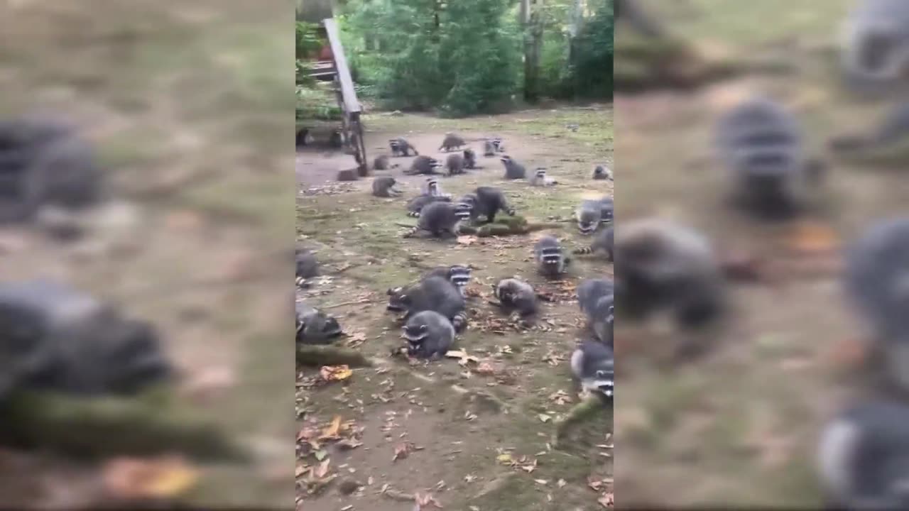 Video shows nearly 100 raccoons swarm woman's yard, prompting 911 call in Washington