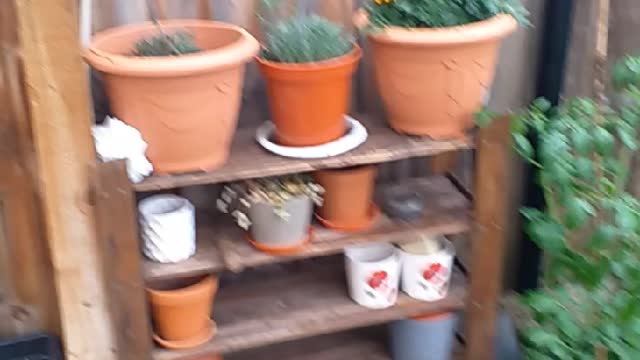 This my garden my plants are growing❤😍