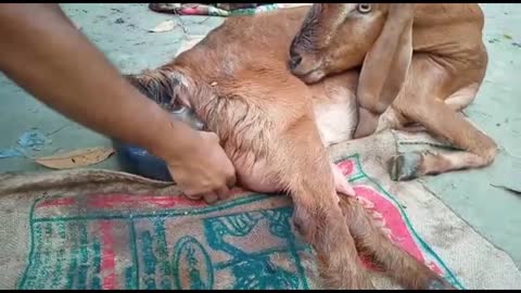 Have you ever seen a goat giving birth!