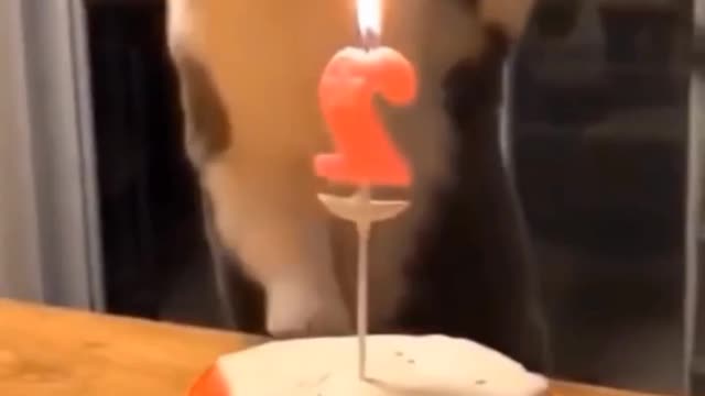 Cat_birthday_video_Rumble