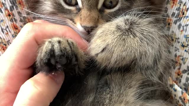 Cute cat enjoying massage