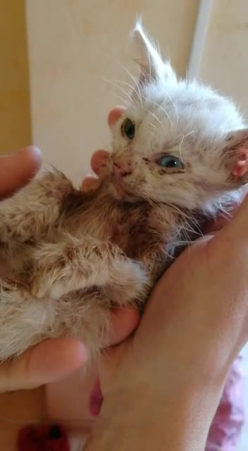 Kitten from the street