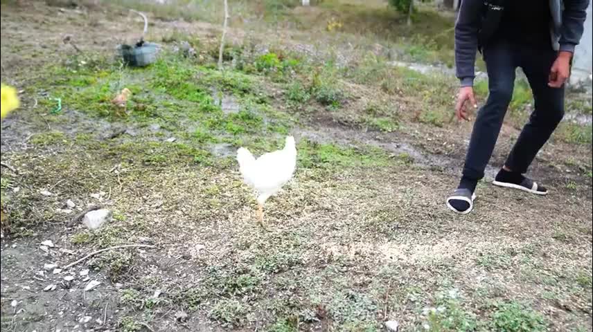 How to cook a Delicacy of Chicken and Rice 4