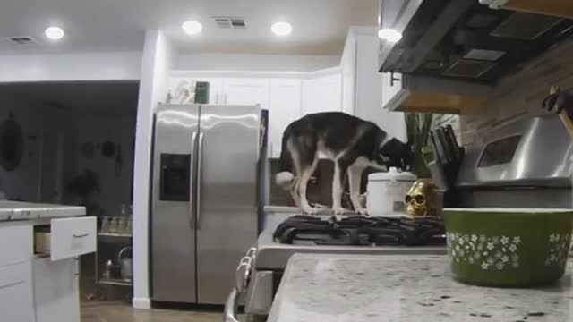 Husky jumps on kitchen counter and eats out of jar