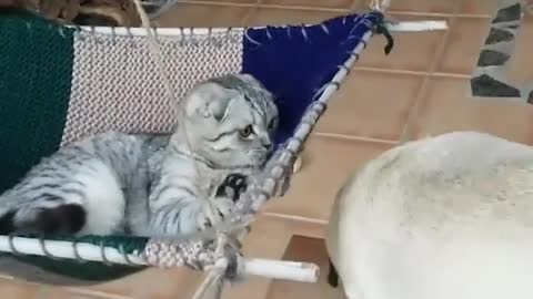 Cat hammock