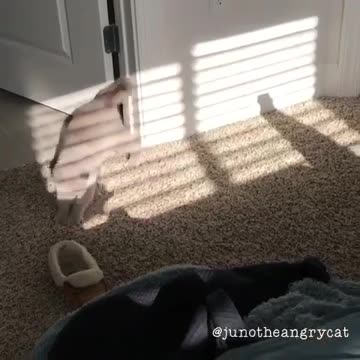 Curioso gatito persigue una sombra humana