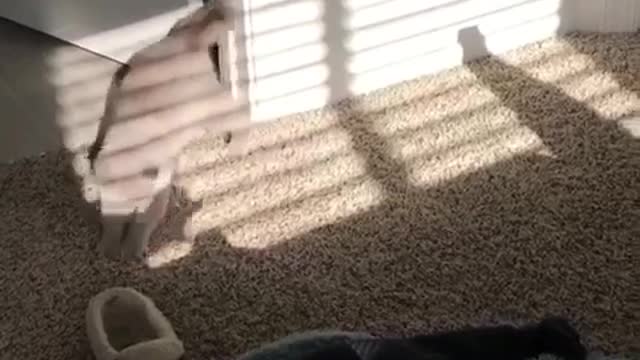 Curioso gatito persigue una sombra humana