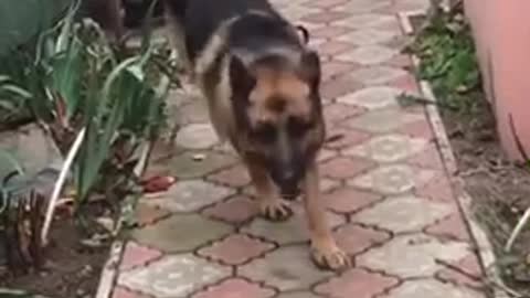 An adult German shepherd plays with a little terrier puppy