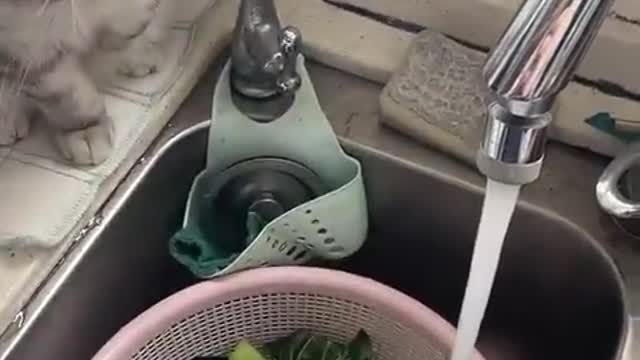 Fun Cat&Dog at home