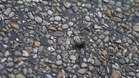 Wasp Removing Wings From Prey