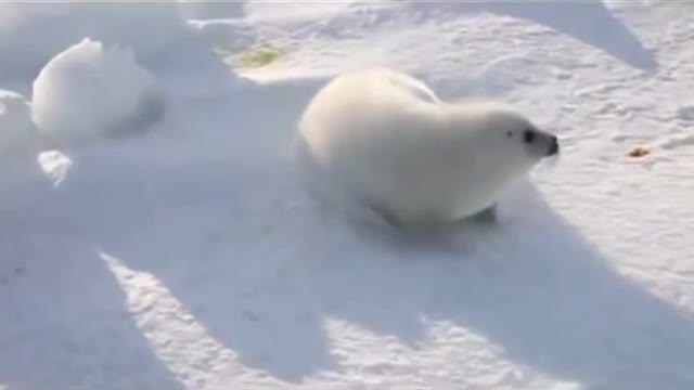 Baby Snow white seal looking for her Norberto