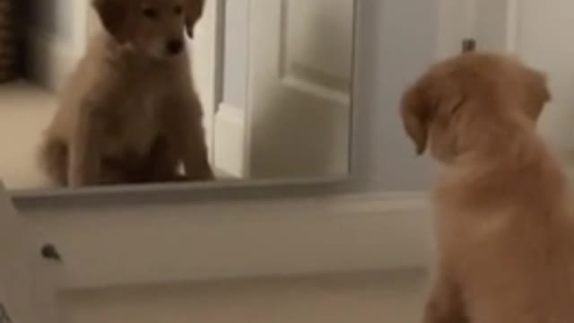 Puppy completely baffled by his mirror reflection