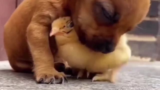 Dog video#7