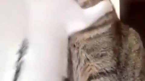 So Cute kitten Playing With Mother