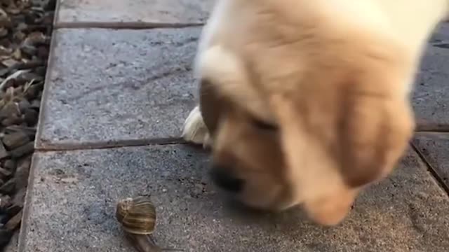 Funniest Cutest Labrador Puppies 2 Funny Puppy Videos