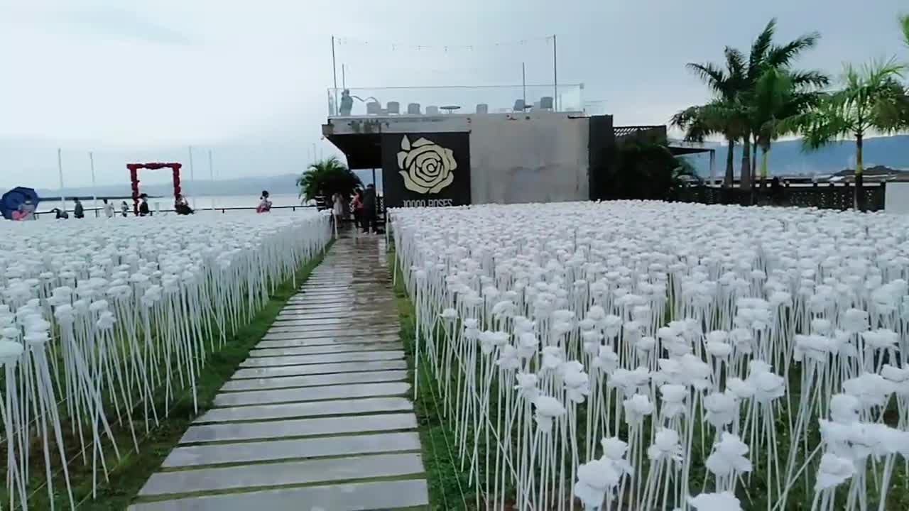 10k white roses