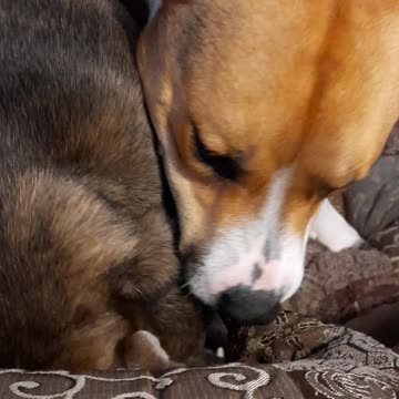 Tucker Carlson Wants to Take It Outside 🐻🐕