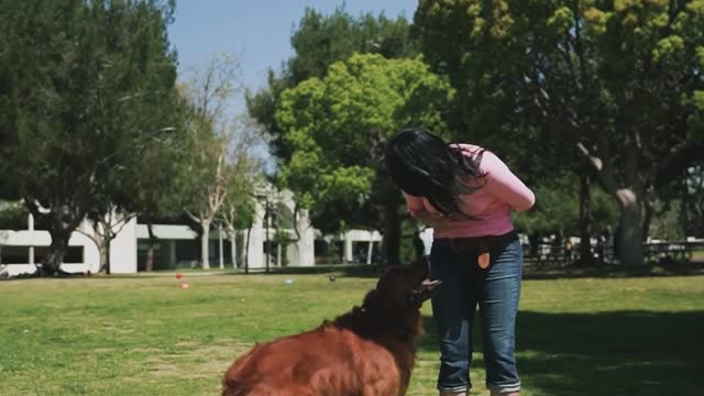 Do you want to train your dog online then man information for you