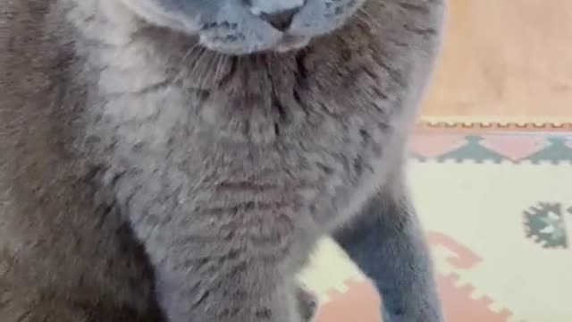 CAT angry "don't touch me!!!