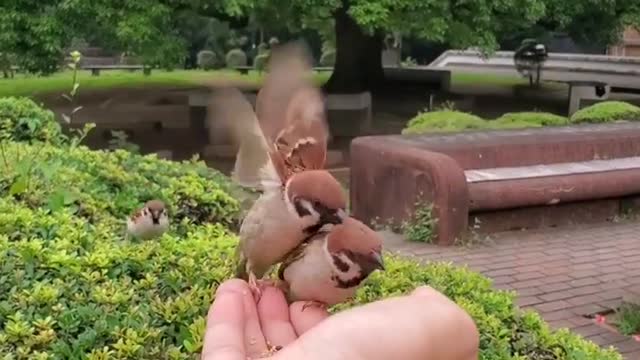 Beautiful sparrow eating 🍴