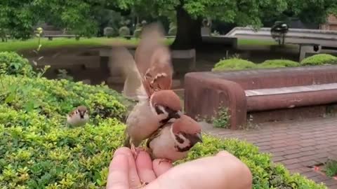 Beautiful sparrow eating 🍴