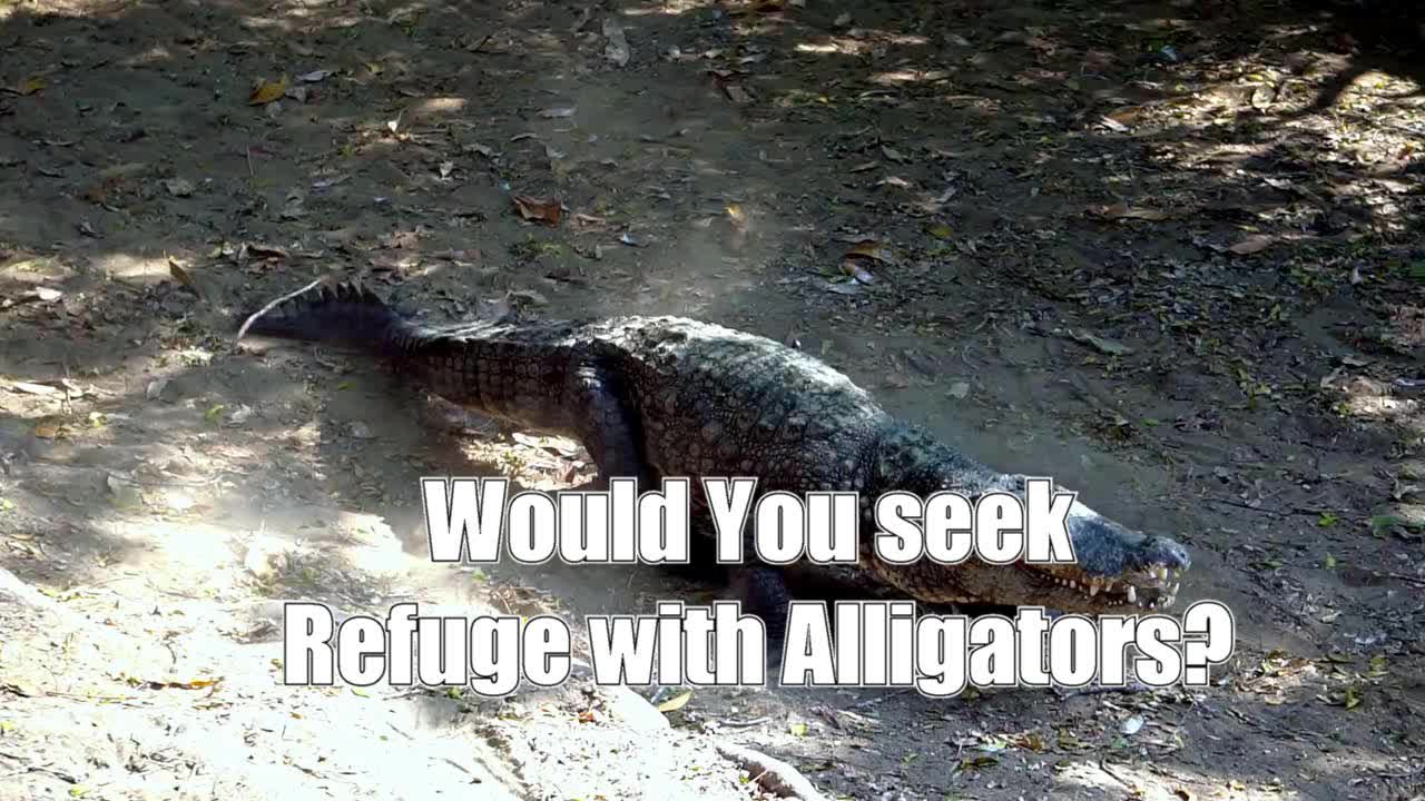 Georgia Man Runs To Pond of Alligators🐊 Away from police🚔