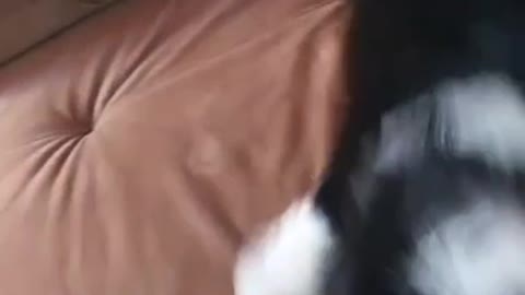 Fofurinha