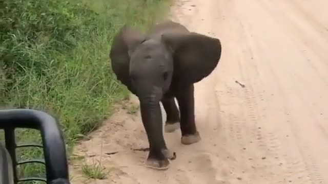 Cute and funny baby elephant.