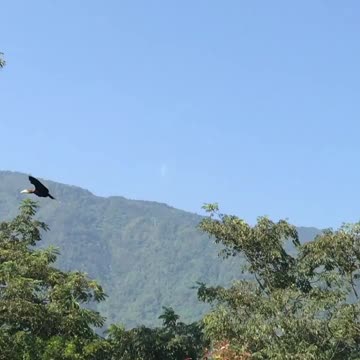 rufous necked hornbill fly in the sky