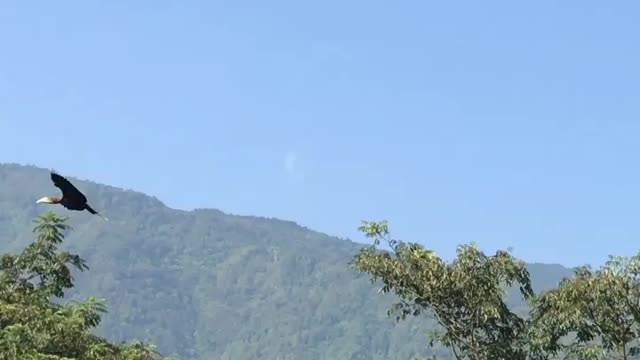 rufous necked hornbill fly in the sky