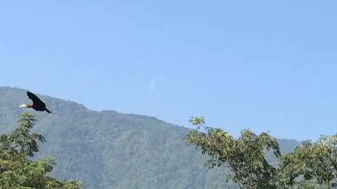 rufous necked hornbill fly in the sky