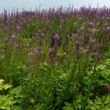 Kachemak Bay and the Homer lookout from the top of the hill. 7/29/22