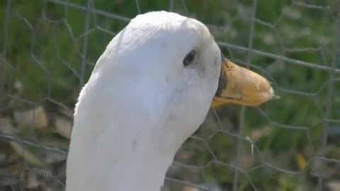 Ducks say n-word