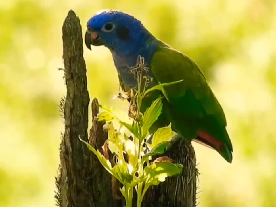 Parrot looking for his partner to live togather