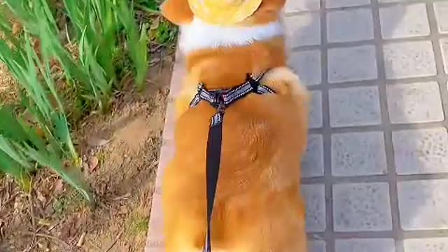 If there is a dog, life is warm.