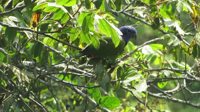 The parrot discovered that it was being photographed and fled quickly