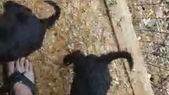 Guy surrounded by small black puppy dogs feet cage