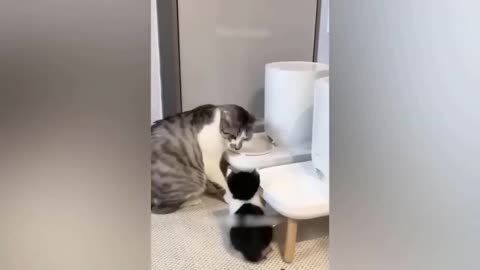 Funny anime videos 2023🥰 funniest dog and cat videos😁