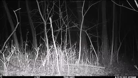 Night-time bucks