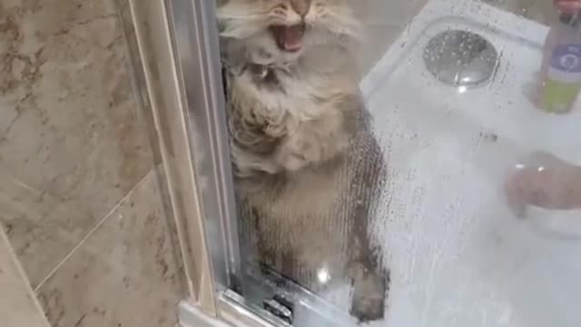 Cute cat so smart funny 🤣