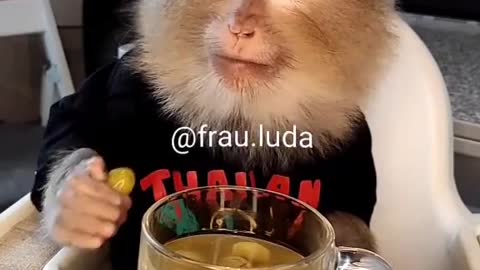 Monkey 🐒 Food eating very smart