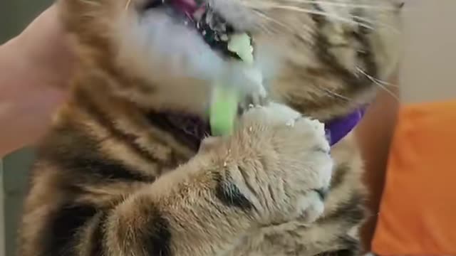 Do you want taste it? #pets