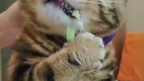 Do you want taste it? #pets