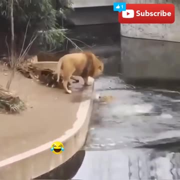 Lion funny video Series - HILARIOUS