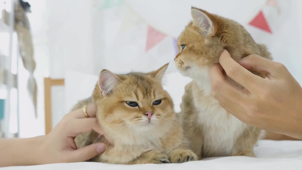 TWO CUTE BROWN CATS