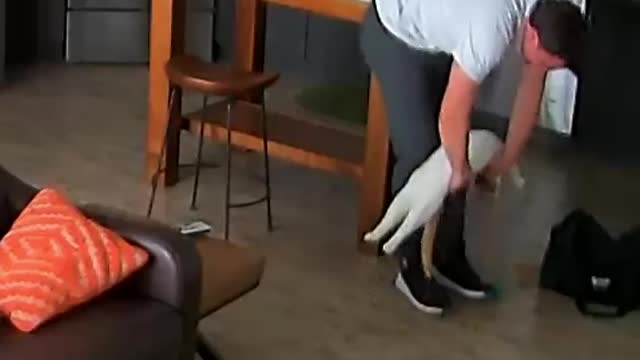 cat and owner